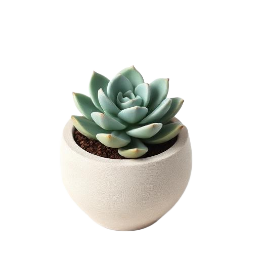 Small Succulent